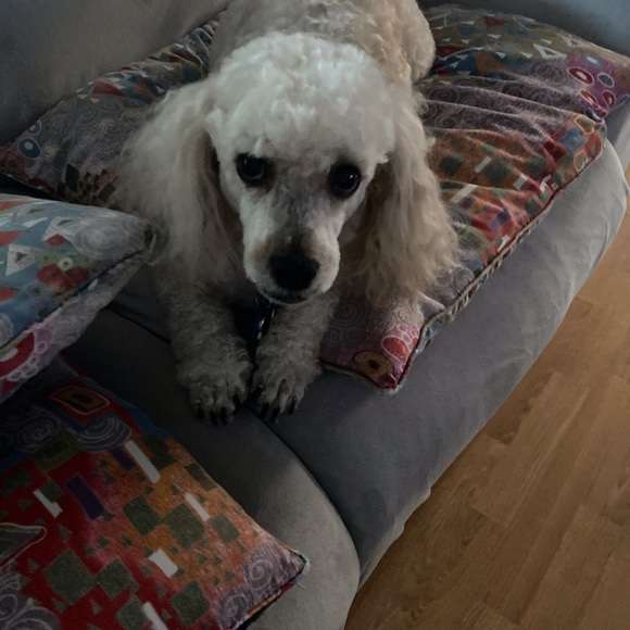 Meet your Posher, Laura - Picture 6 of 12